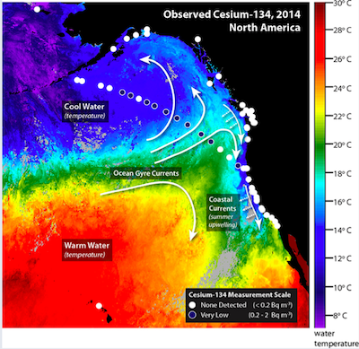 Satellite measurements of ocean temperature from July 28 to Aug. 4 and the direction of currents (white arrows) help show where radionuclides from Fukushima are transported. White circles indicate that no cesium-134 was detected. Blue circles indicate locations were low levels of cesium-134 were detected. Low levels of cesium-134 have been detected offshore, but not along the coast. Image by Woods Hole Oceanographic Institution