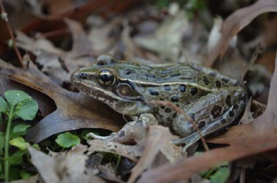 "I toad you so!" At least, we can imagine that's what Carl Kauffeld is saying now that researchers have confirmed his discovery. Photo by Brian R. Curry/Feinberg et al.; image reversed for this publication.