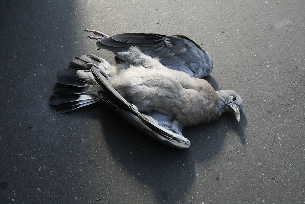 A Paris pigeon's last day.  We never see pigeons begin their lives, but often see their endings, usually not this peaceful and beautifully-lit. 