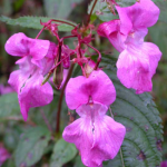 Himalayan balsam, photo from Plantlife.org.uk. If you know why the balsamic Moon has that name, please drop me a comment below. Thank you.