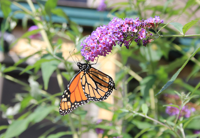 Monarch on a butterfly bush in Arrowsic, Maine; I have not seen a Monarch in about two years. Photo by Amanda Painter.