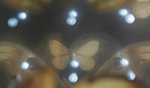Papillons_8151thumb