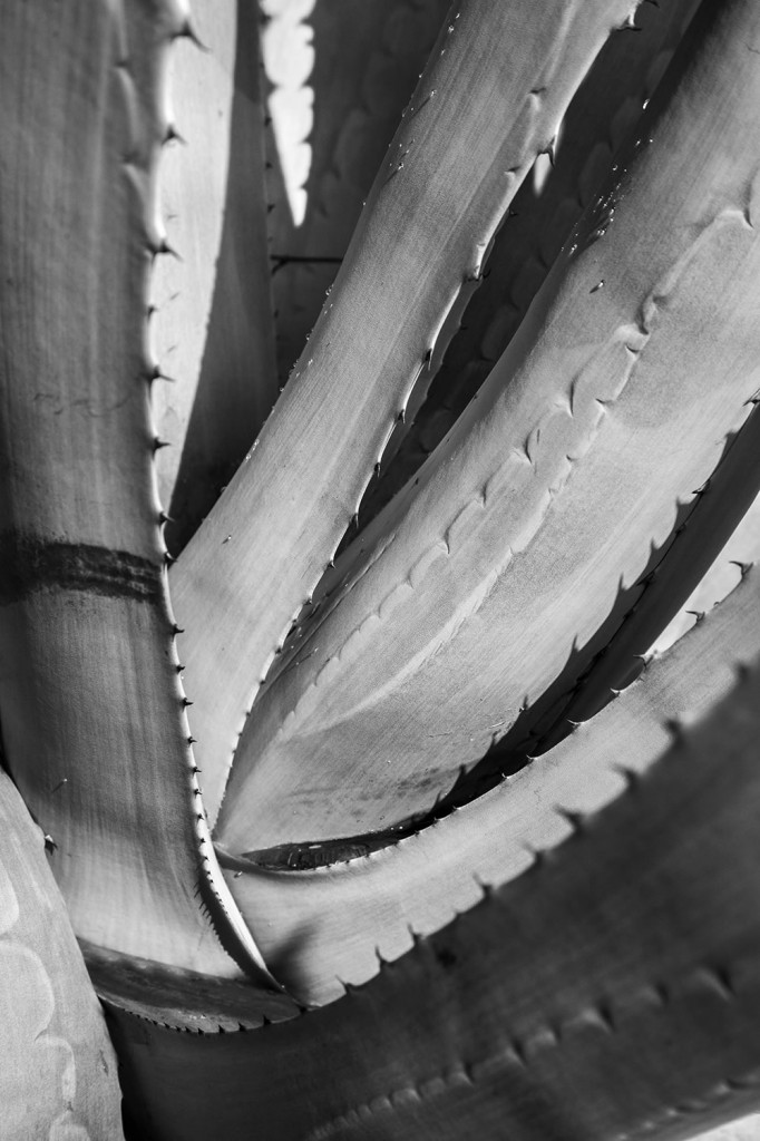 Deep in the valleys of a yucca, where it looks as if it has bitten itself.
