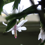 A very confused Christmas cactus blooming in mid-May. Photo by Amanda Painter.