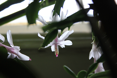 A very confused Christmas cactus blooming in mid-May. Photo by Amanda Painter.