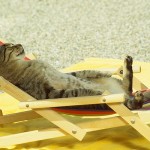 deckchaircat