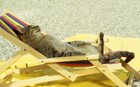 deckchaircat