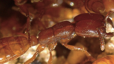 Close-up of a Jaglavak ant, courtesy of NOVA.
