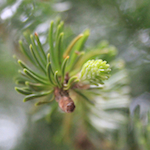 New growth on a Balsam fir; photo by Amanda Painter.