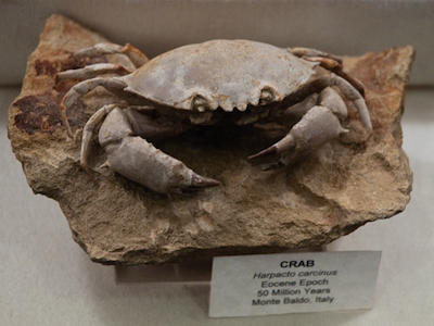 Fifty-million-year-old crab fossil.