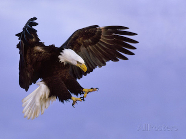375+eagle landing