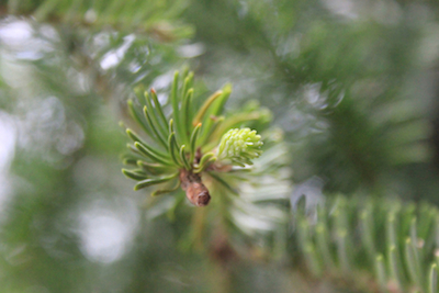 New growth on a Balsam fir; photo by Amanda Painter.