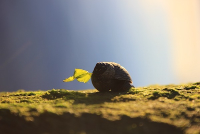 Snail at dawn; photo by Amanda Painter.