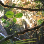 600+Belize_arbor_april2017_IMG_8802