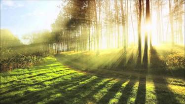 Sun through post-rain trees; photo via YouTube.