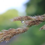 500+raindrop_grass1_July2017_IMG_9322