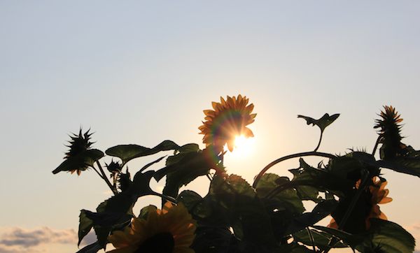 600+sunflowers_flare_Aug2015_IMG_4997