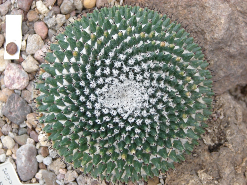 mexico-cactus-spiral-DaviddelaLuz-860x645