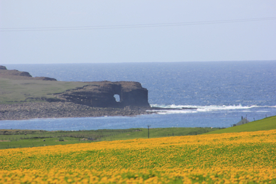 View of Skaill Bay, Orkney, Scotland, from the Kristin Linklater Voice Center. Photo by Amanda Painter. 