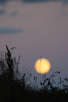 Photo of the 2016 Capricorn Full Moon by Amanda Painter.