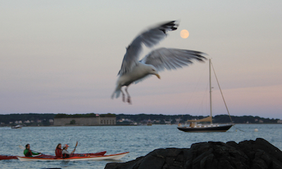 A seagull photobombs the 2015 Pisces Full Moon. Photo by Amanda Painter.