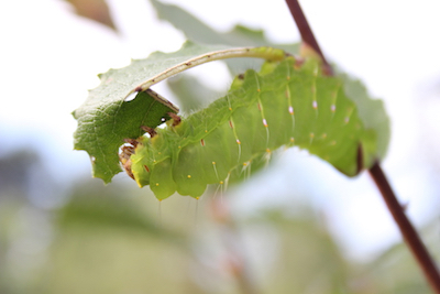 Caterpillar mimicking the edges of the leaves it's feeding on; photo by Amanda Painter. 