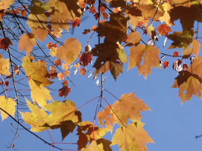 View of October leaves from below; photo by Amanda Painter.