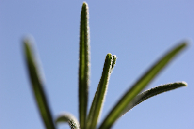 Rosemary in winter; photo by Amanda Painter.