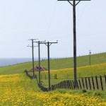 Utility poles in Orkney, Scotland, the day after Uranus ingressed Taurus in May 2018. Photo by Amanda Painter