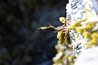 Seaweed pointing the way; photo by Amanda Painter.