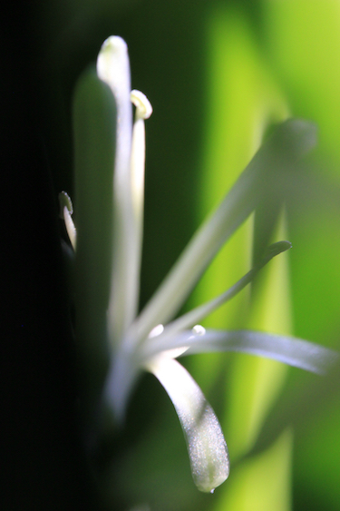 Sansevieria blossom; photo by Amanda Painter.