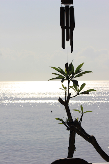 Chimes and frangipani tree in Padangbai, Bali; photo by Amanda Painter. 