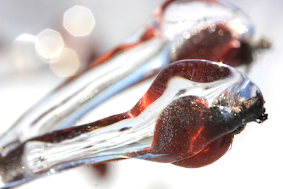 Rosehips in ice; photo by Amanda Painter. 